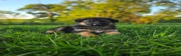 German Shepherd dogs for sale: Abby - Ad 5
