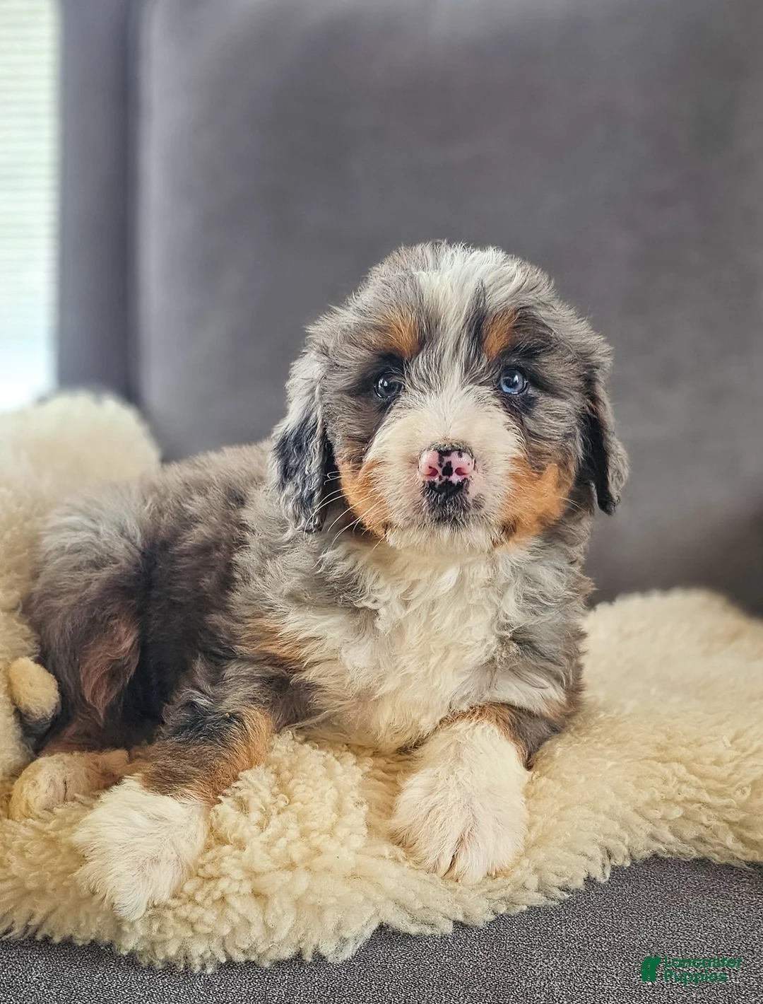 Bernedoodle dogs for sale: Blue! - Ad 5