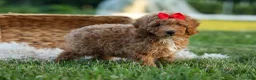 Miniature Poodle dogs for sale: Tyson 💙✨ - Ad 9