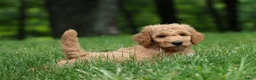 Standard Poodle dogs for sale: Leo - Ad 20