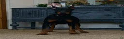Doberman Pinscher dogs for sale: Zoey AKC European Doberman Pinscher HUGE - Ad 5