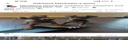 Miniature Pinscher dogs for sale: Miniature Pinscher 3 - Ad 2