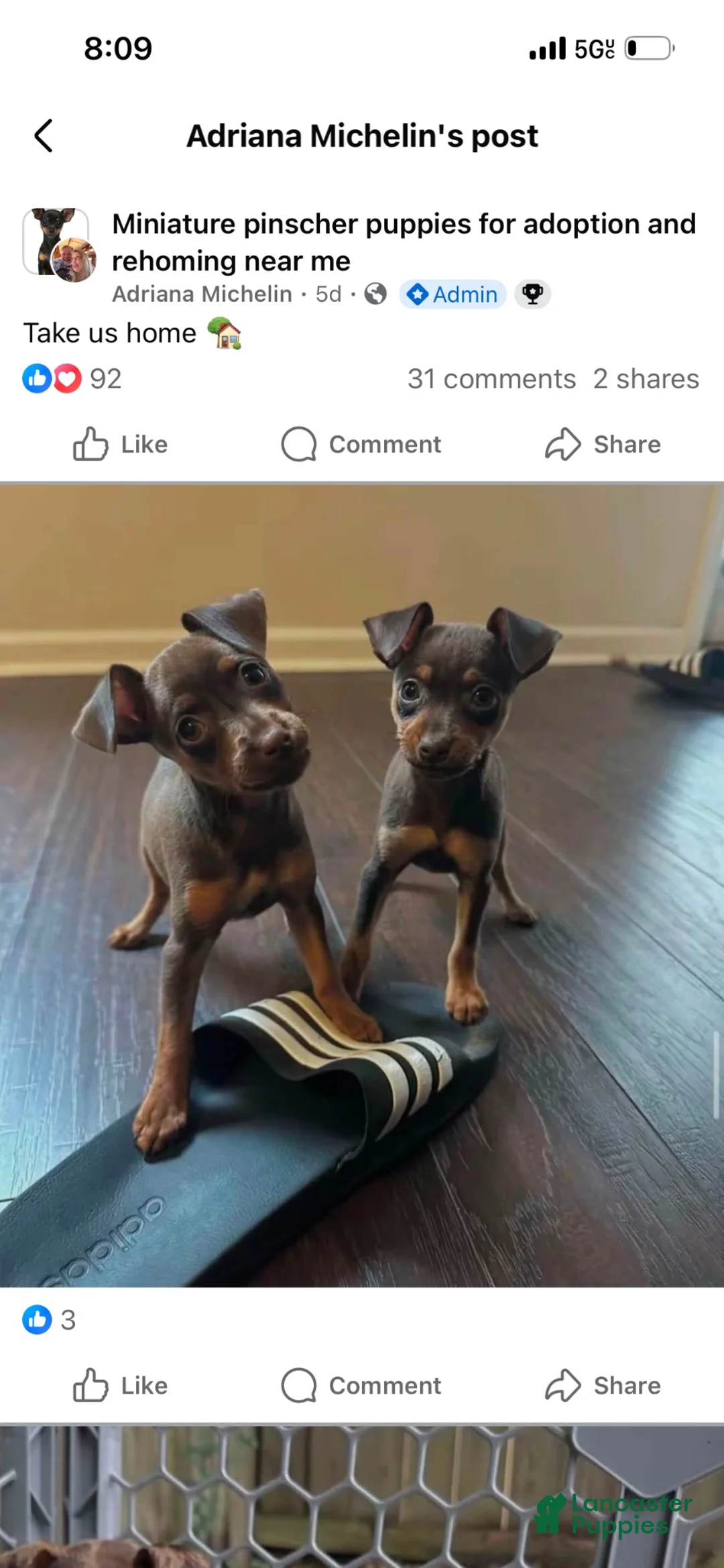 Miniature Pinscher dogs for sale: Miniature Pinscher 3 - Ad 2