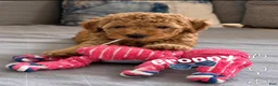 Mini Goldendoodle dogs for sale: Lily - Ad 9