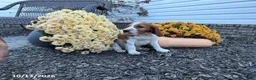 Welsh Springer Spaniel dogs for sale: Lance - Ad 11