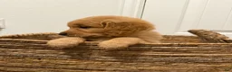 Golden Retriever dogs for sale: Gray - Ad 2