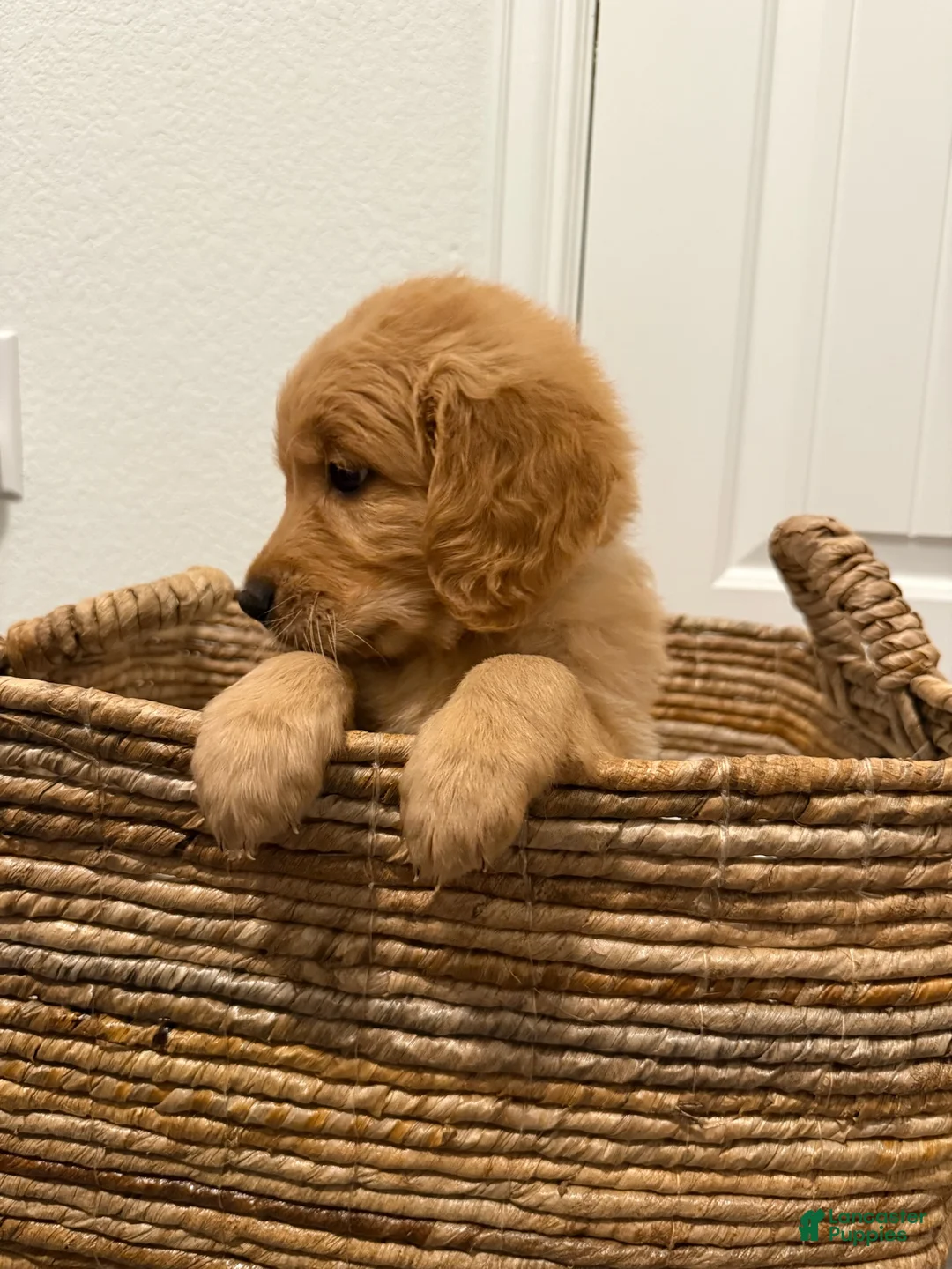 Golden Retriever dogs for sale: Gray - Ad 2