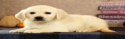 Golden Retriever dogs for sale: Gina - Ad 4