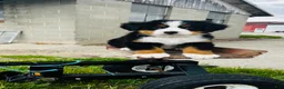 Bernese Mountain Dog dogs for sale: Harrison - Ad 7