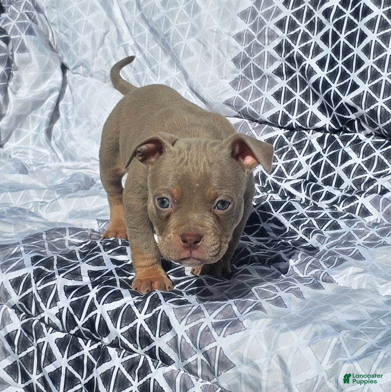 American Bully dogs for sale: Female 1 - Ad 2
