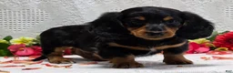 Miniature Dachshund dogs for sale: Royal - Ad 4