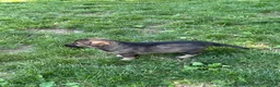 German Shepherd dogs for sale: German Shepherd 4 - Ad 4