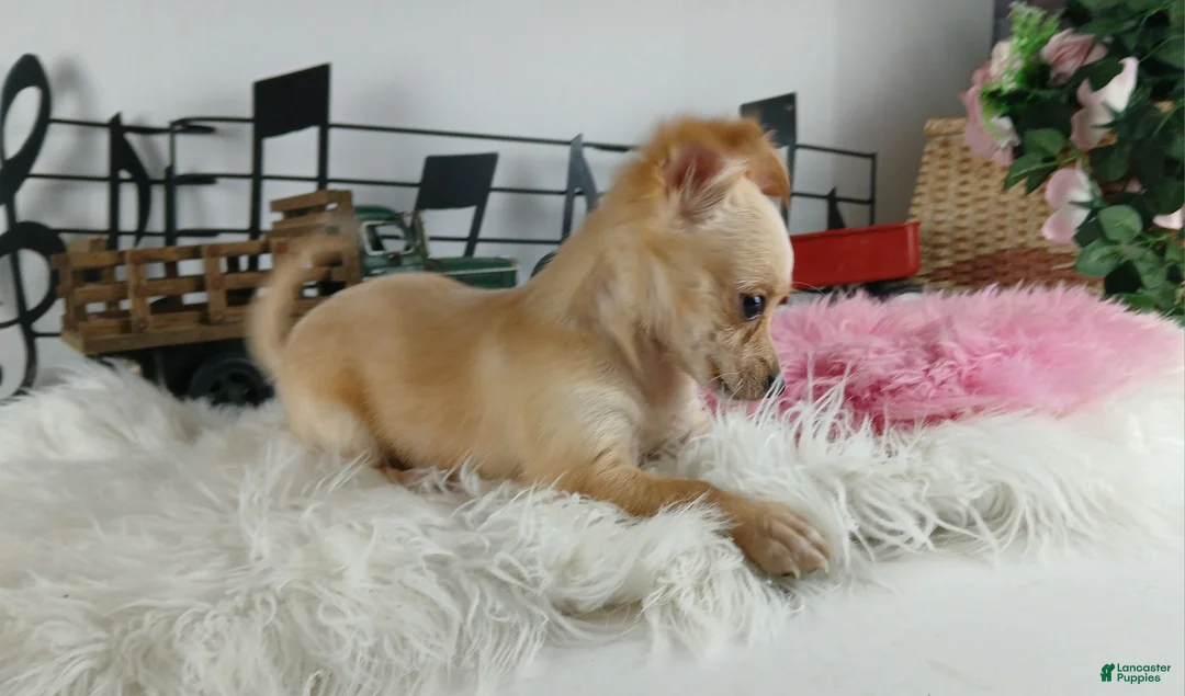Chihuahua dogs for sale: Chihuahua Female Long Hair, Nationwide delivery  - Ad 2