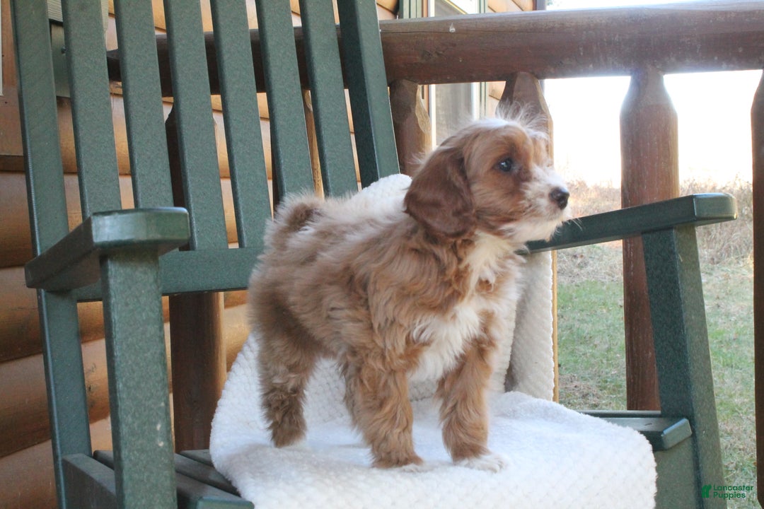 Mini Goldendoodle dogs for sale: Honey - Ad 4