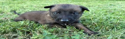Belgian Malinois dogs for sale: James Bond (light green) - Ad 3