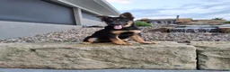 German Shepherd dogs for sale: Karl - Ad 12