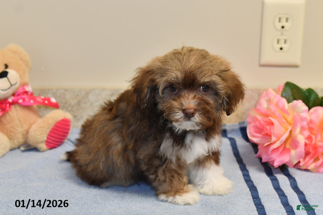 Havanese dogs for sale: Darla - Ad 3