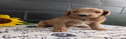 Goldendoodle dogs for sale: Lara  - Ad 4