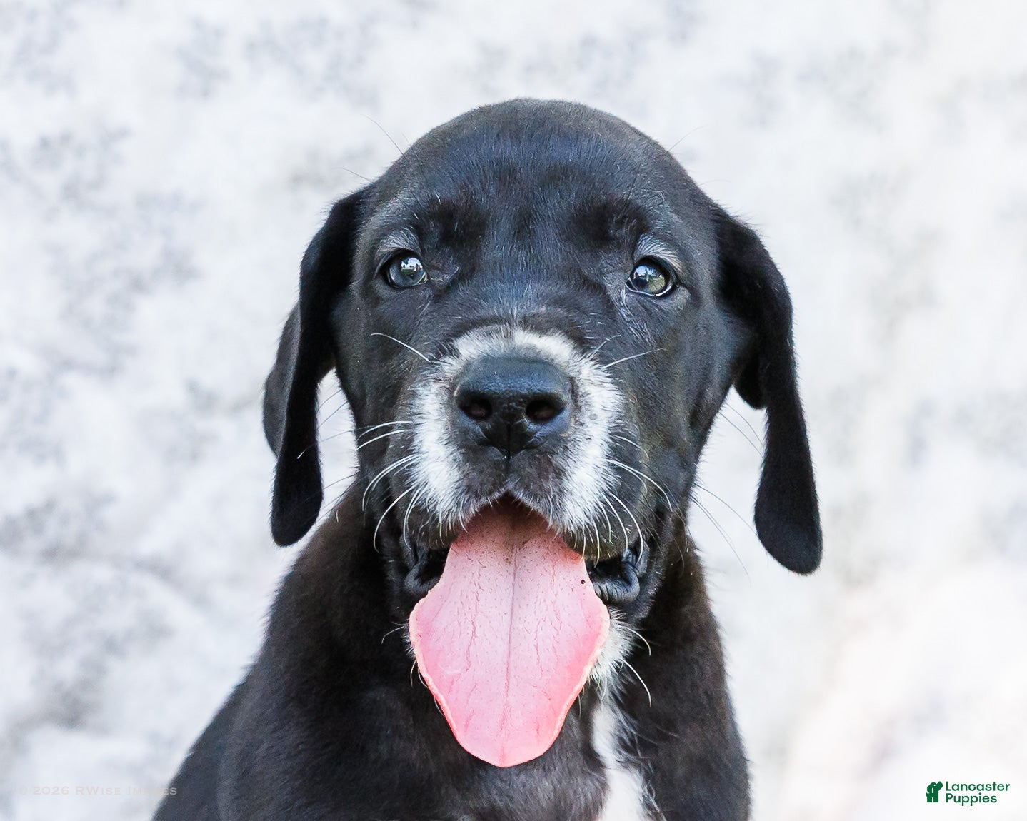 Great Dane dogs Davis - Ad 2