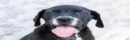 Great Dane dogs for sale: Davis - Ad 2