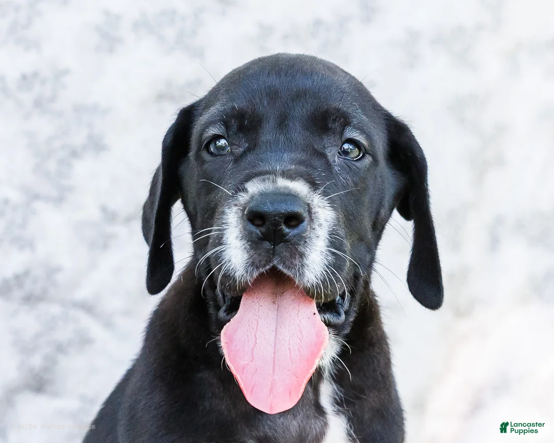 Great Dane dogs for sale: Davis - Ad 2