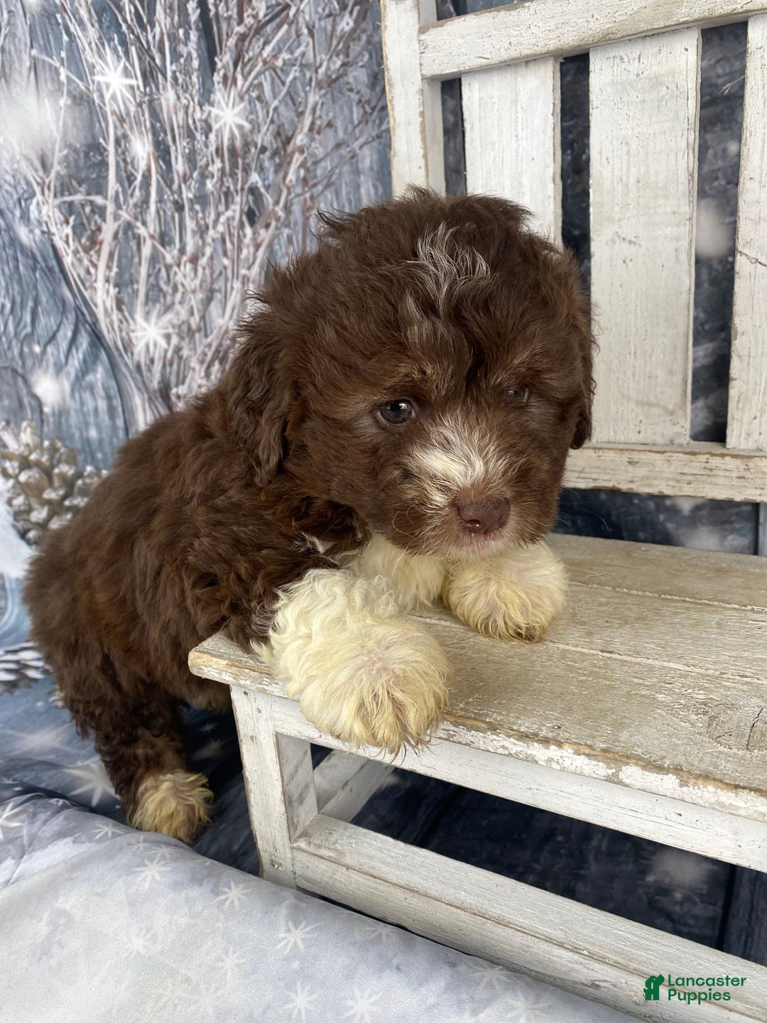 Mini Aussiedoodle dogs for sale: Ike - Ad 4