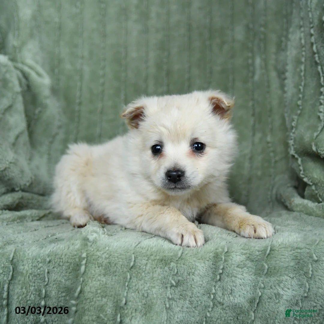 Mixed Breed dogs for sale: Gumdrop - Ad 3