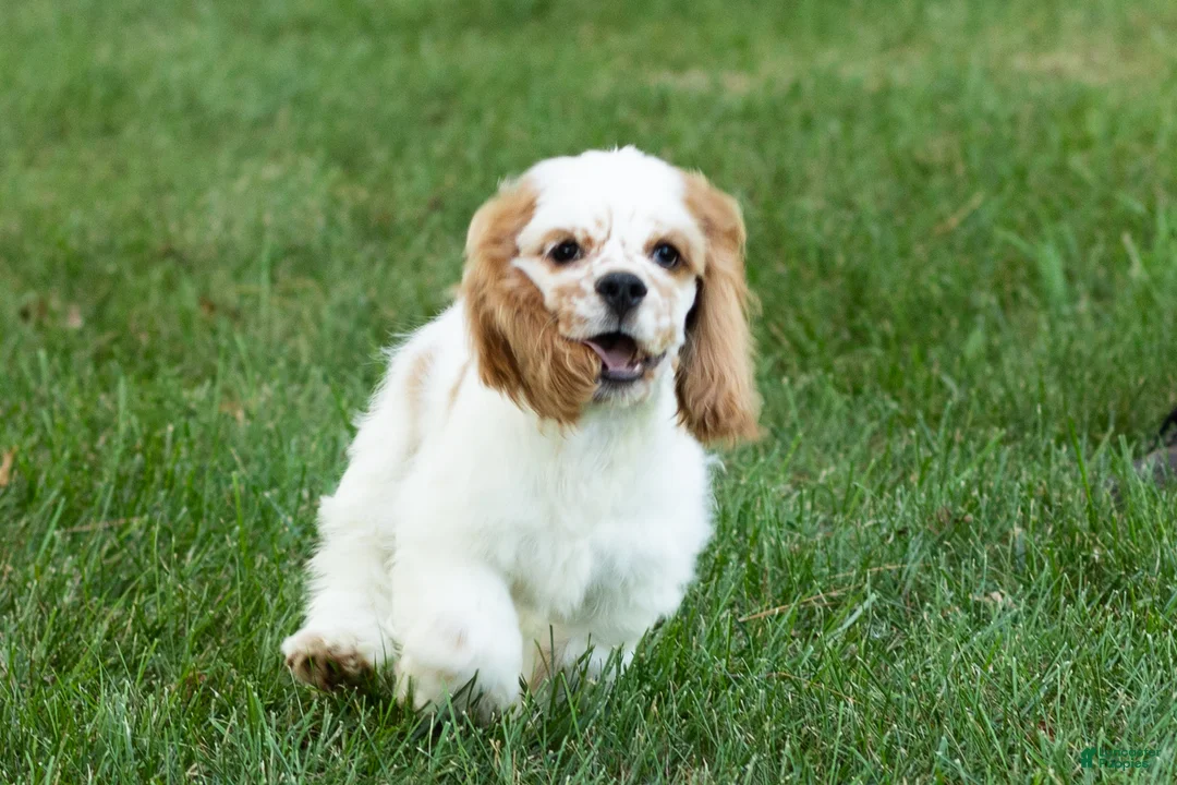 Cocker Spaniel dogs for sale: Checkers - Ad 2
