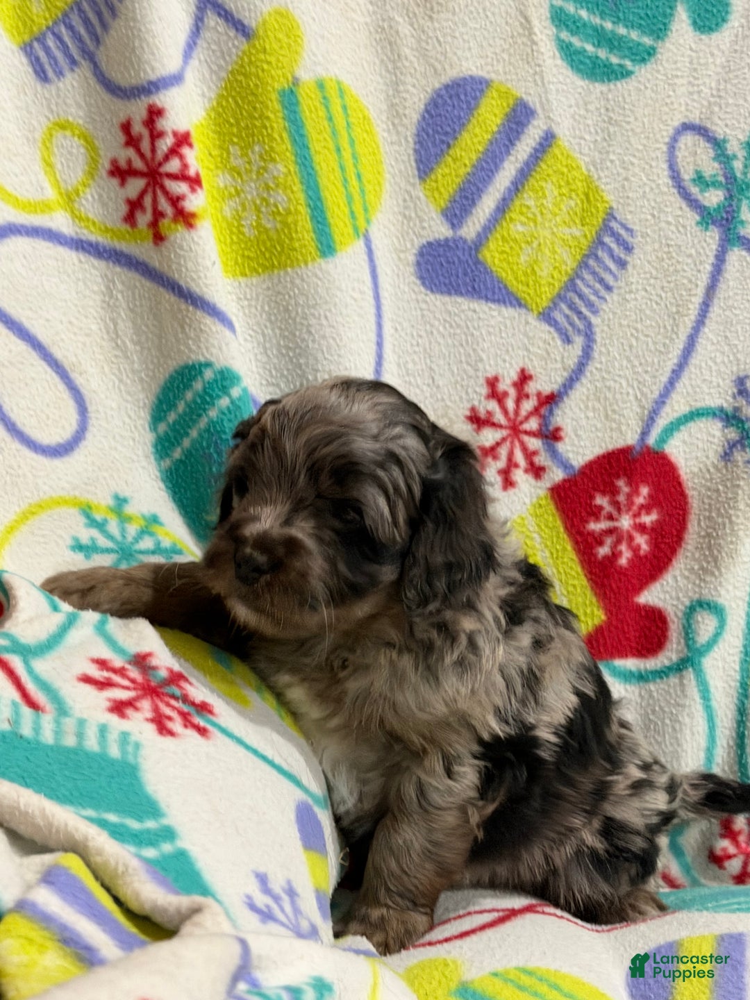 Mini Aussiedoodle dogs for sale: Cody - Ad 7