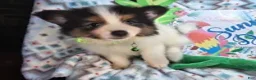 Pomeranian dogs for sale: Booky (Tri-Color) - Ad 3