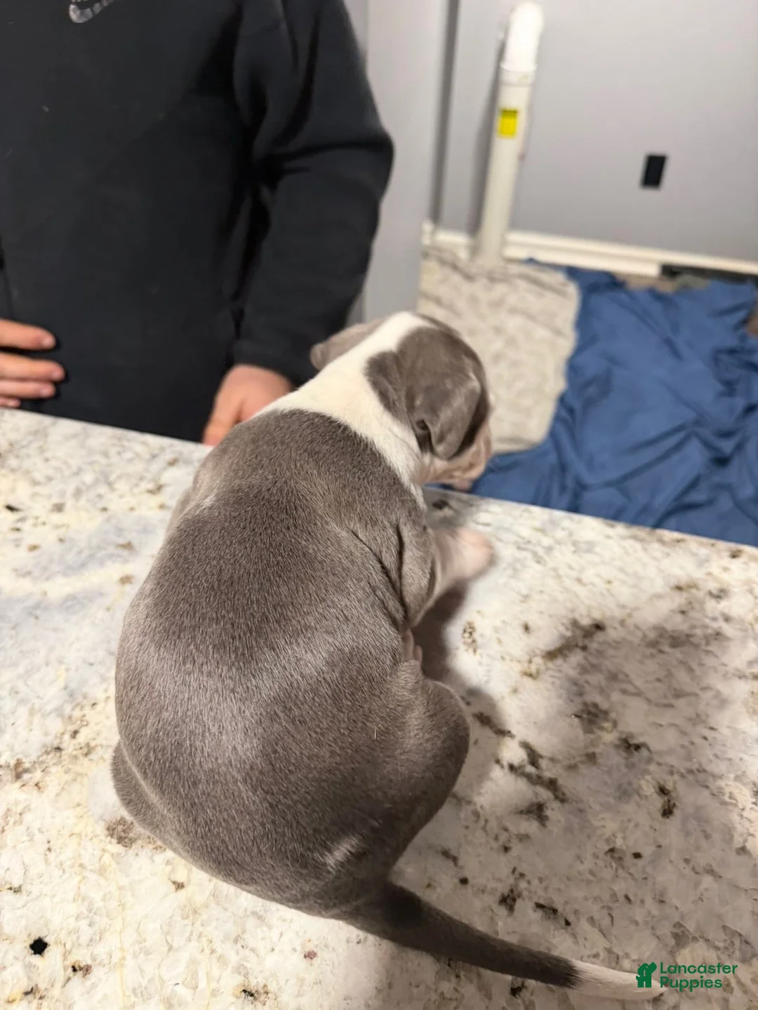 American Bully dogs for sale: American Bully Puppy 1 - Ad 2