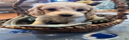 Cockapoo dogs for sale: Buff and white boy/black nose  - Ad 7