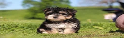 Morkie dogs for sale: River - Ad 2