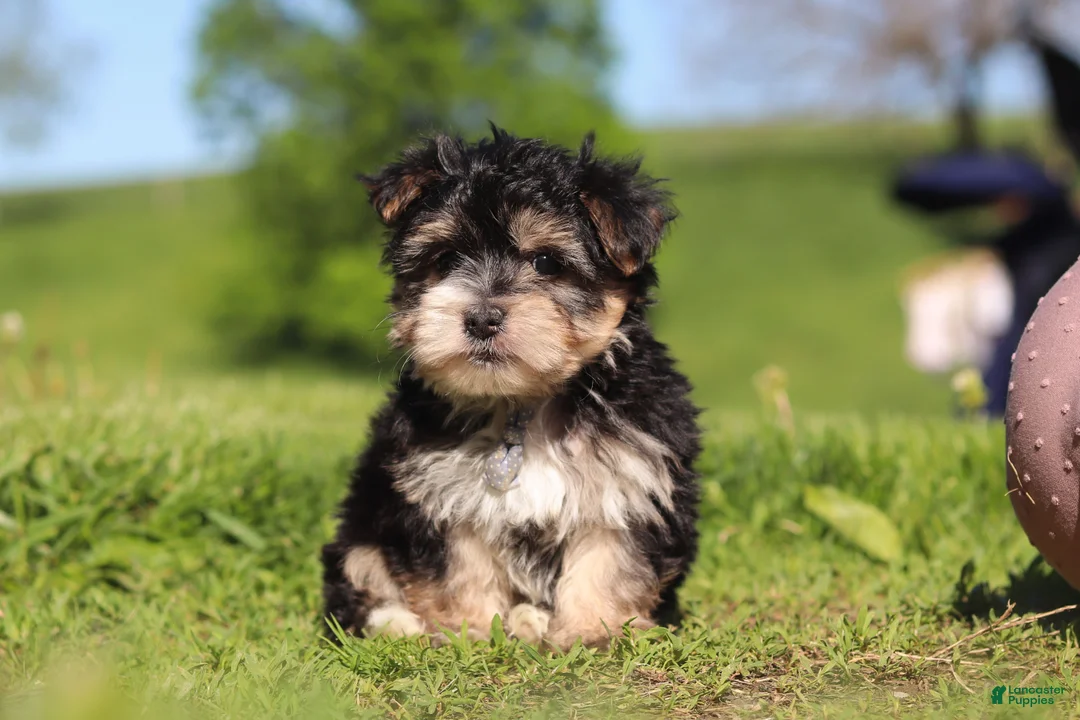 Morkie dogs for sale: River - Ad 2