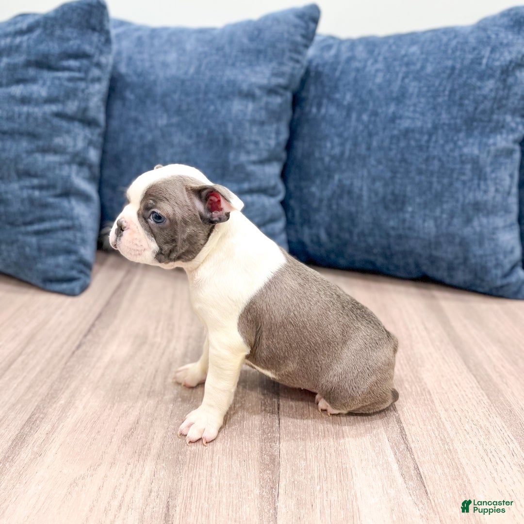 Frenchton dogs for sale: Sydney - Ad 8