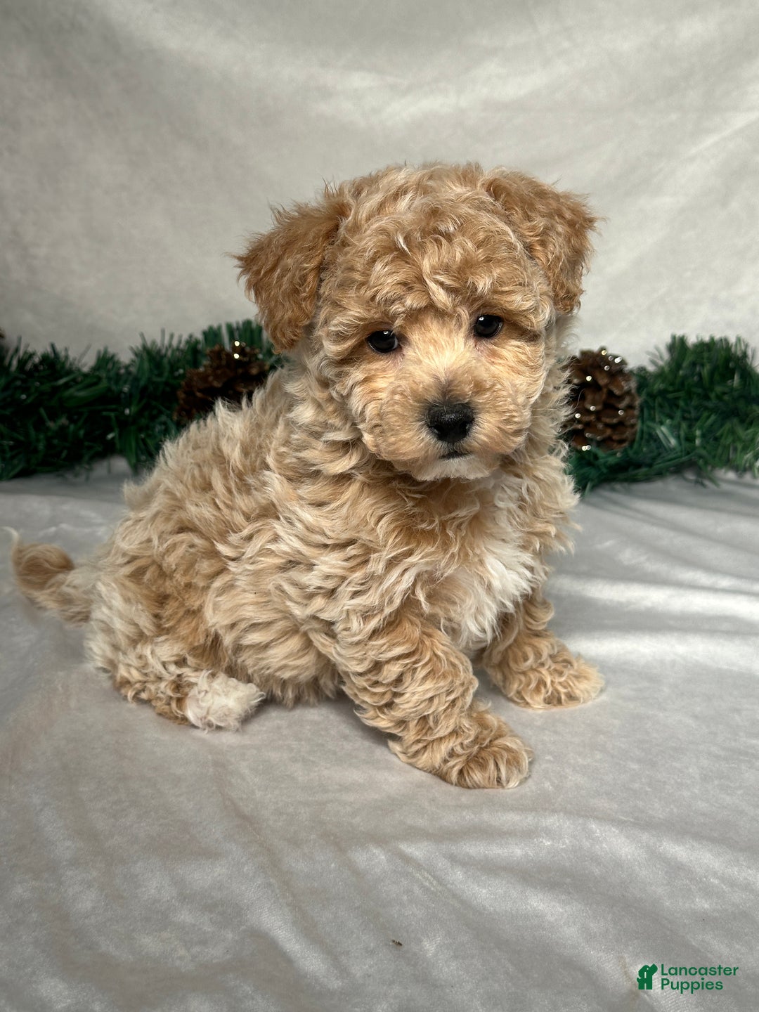 Bichpoo dogs for sale: Archie  - Ad 3