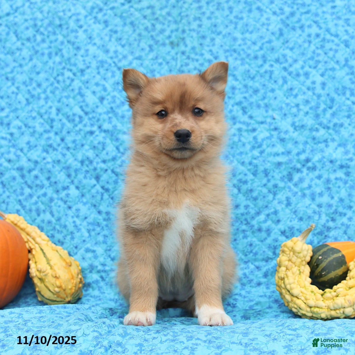 Pomsky dogs Mia  - Ad 10