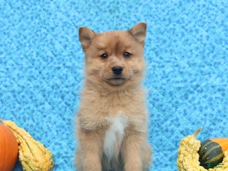 Pomsky dogs Mia - Ad 14