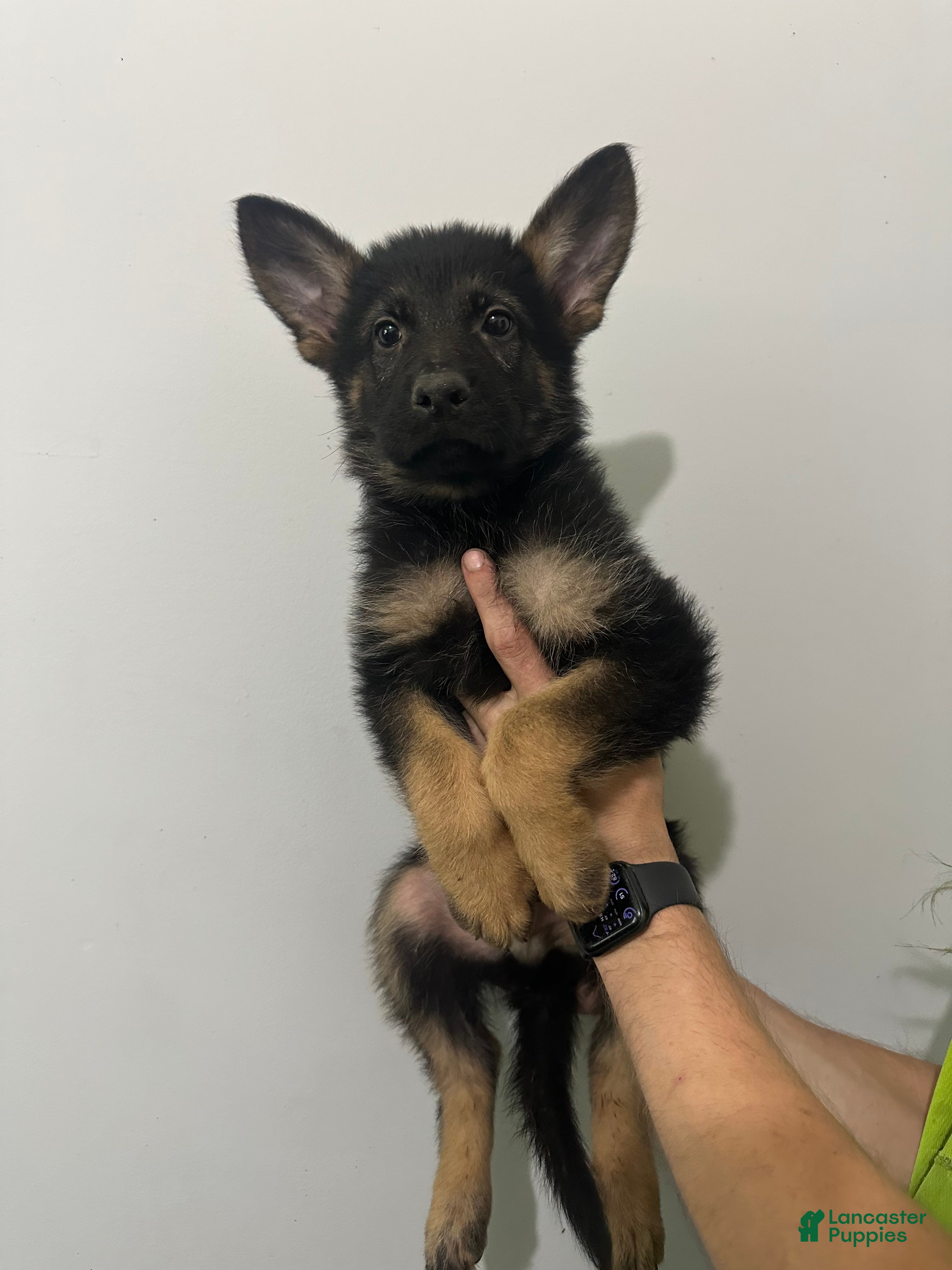 German Shepherd dogs German Shepherd 1 - Ad 35