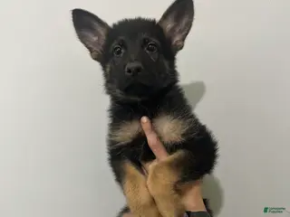 German Shepherd dogs German Shepherd 1 - Ad 12