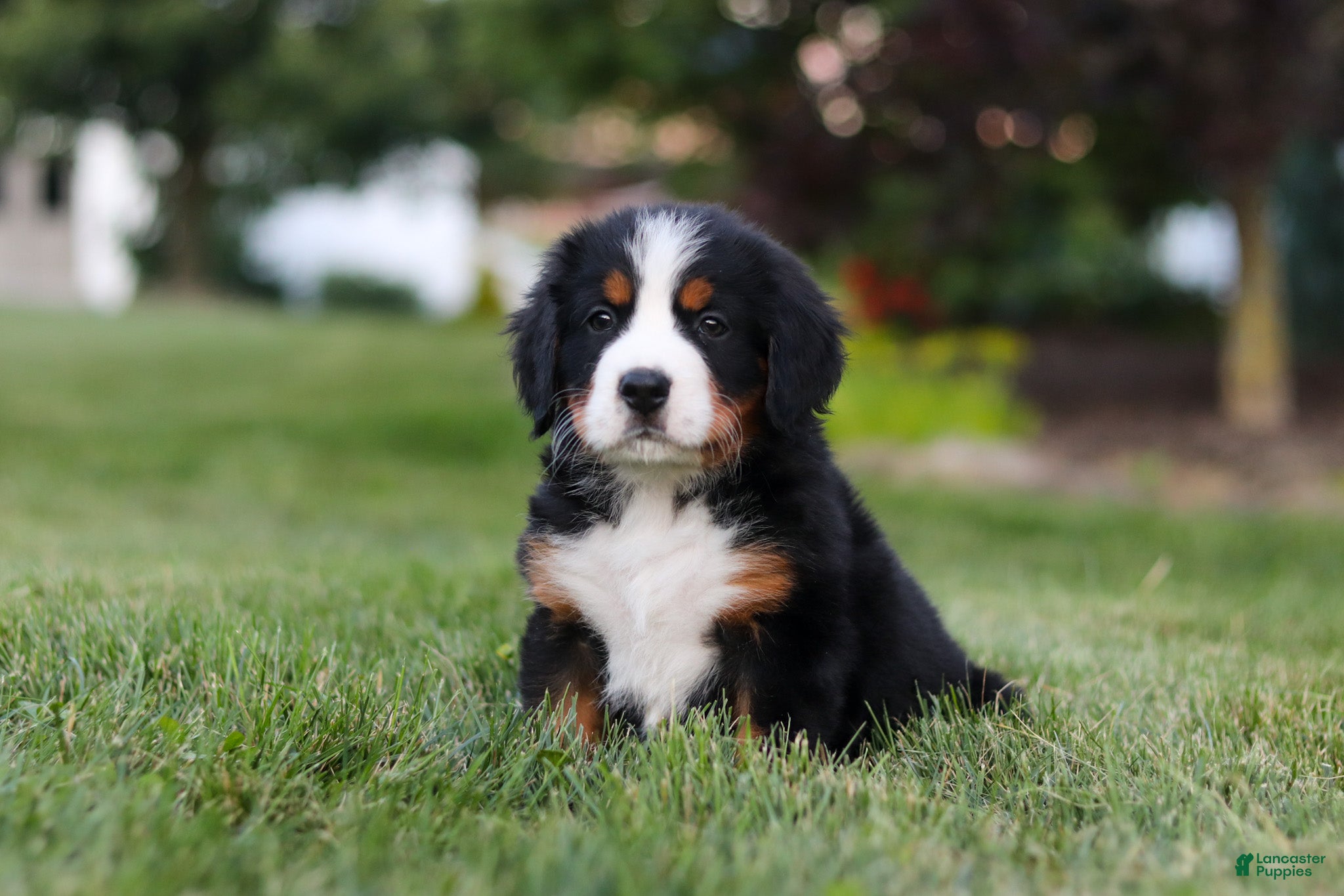Bernese Mountain Dog dogs Queen - Ad 36