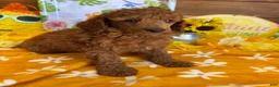 Toy Poodle dogs for sale: Flanigan - Ad 1
