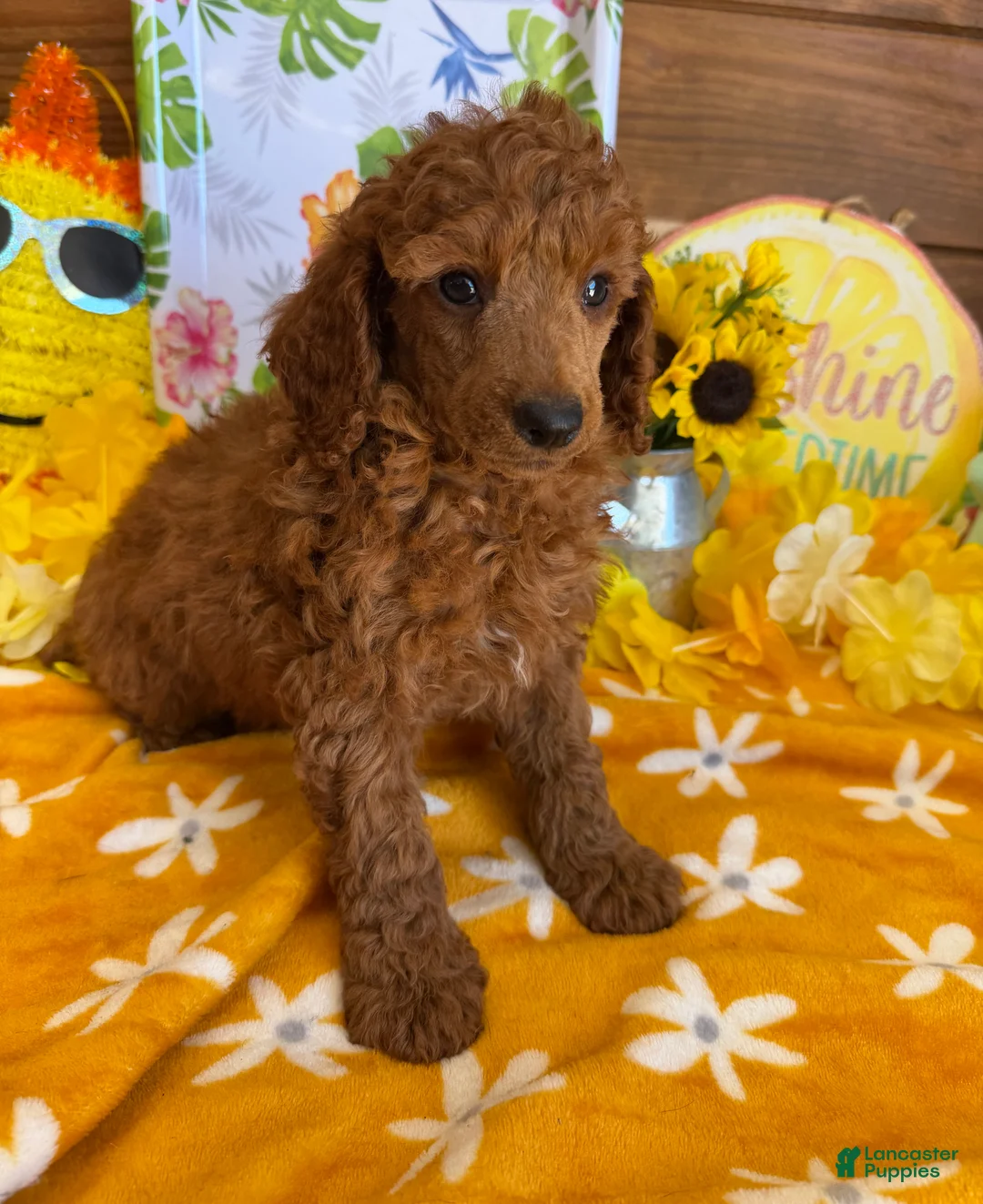 Toy Poodle dogs for sale: Flanigan - Ad 1