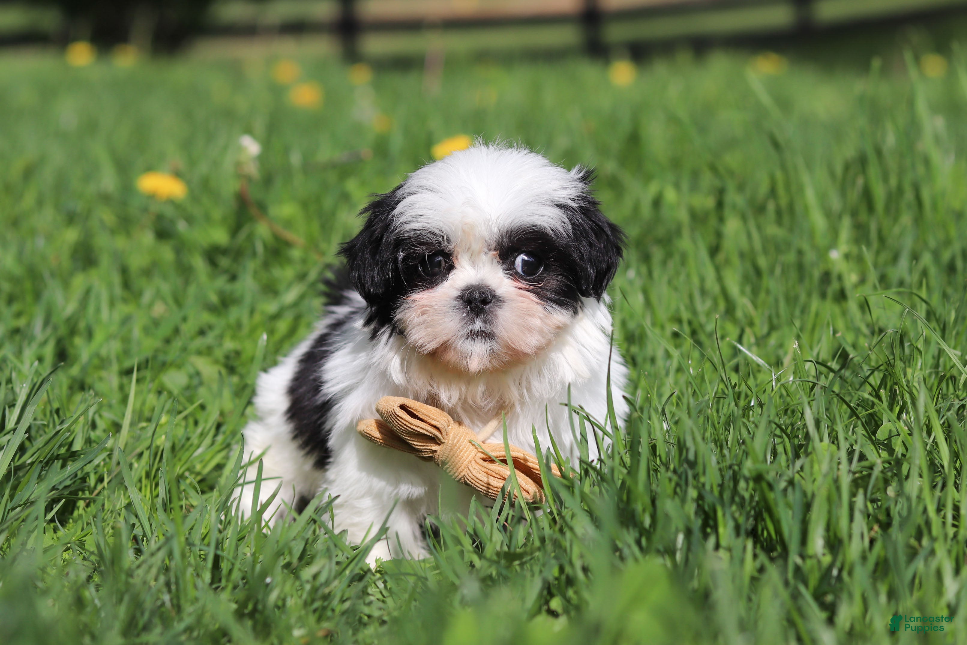 Shih Tzu dogs Asher - Ad 1