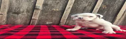 Boxer dogs for sale: Deacon - Ad 8