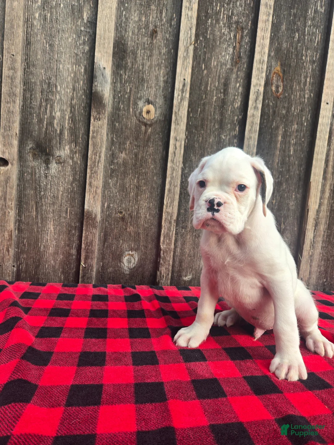 Boxer dogs for sale: Deacon - Ad 8