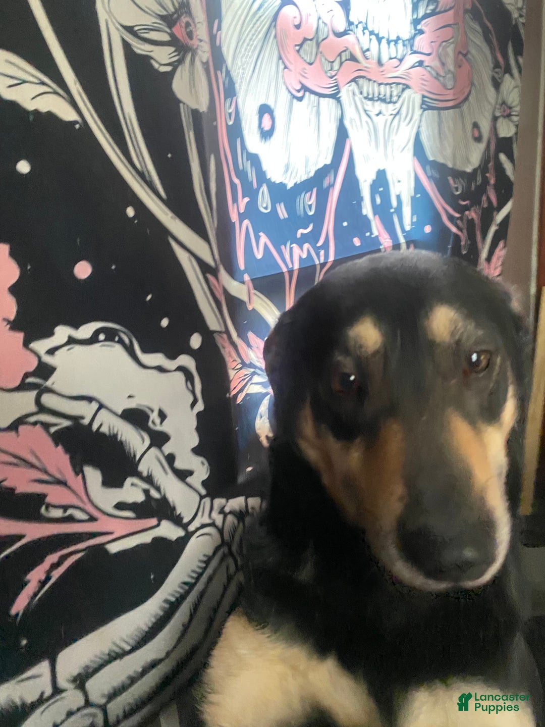 Mixed Breed dogs for sale: Mave  - Ad 3