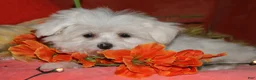 Maltese dogs for sale: Chester - Ad 4