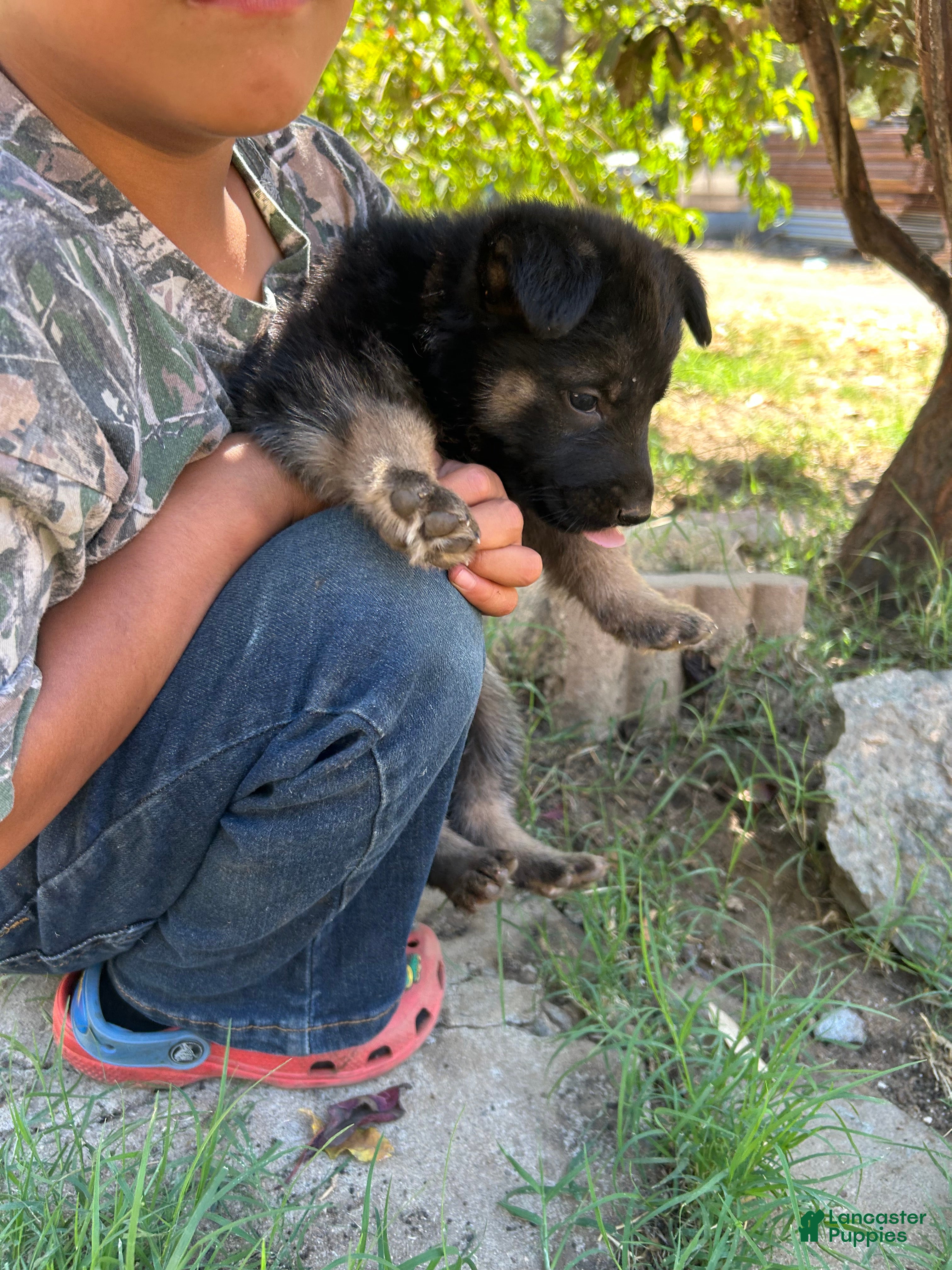 German Shepherd dogs German Shepherd 3 - Ad 8