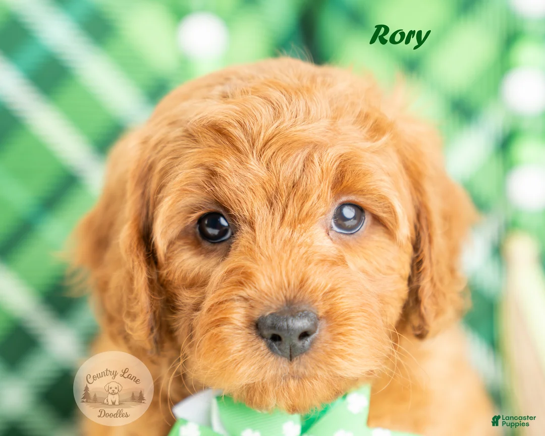 Cavapoo dogs for sale: Rory - Ad 1